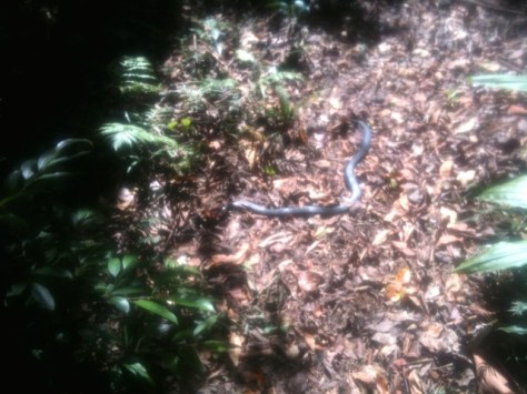 A red bellied black.  I was not pleased to see him and got away very quickly...